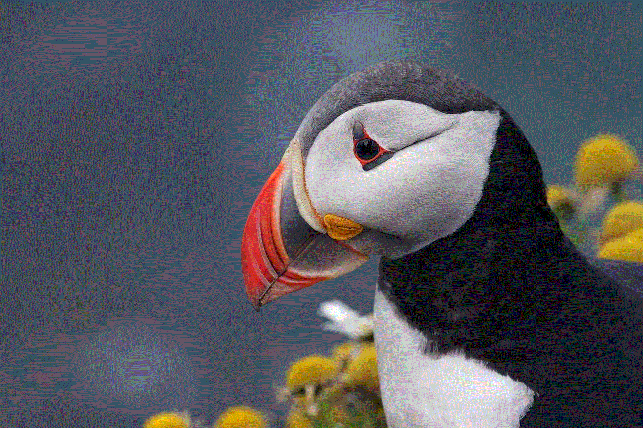 Puffin Bird