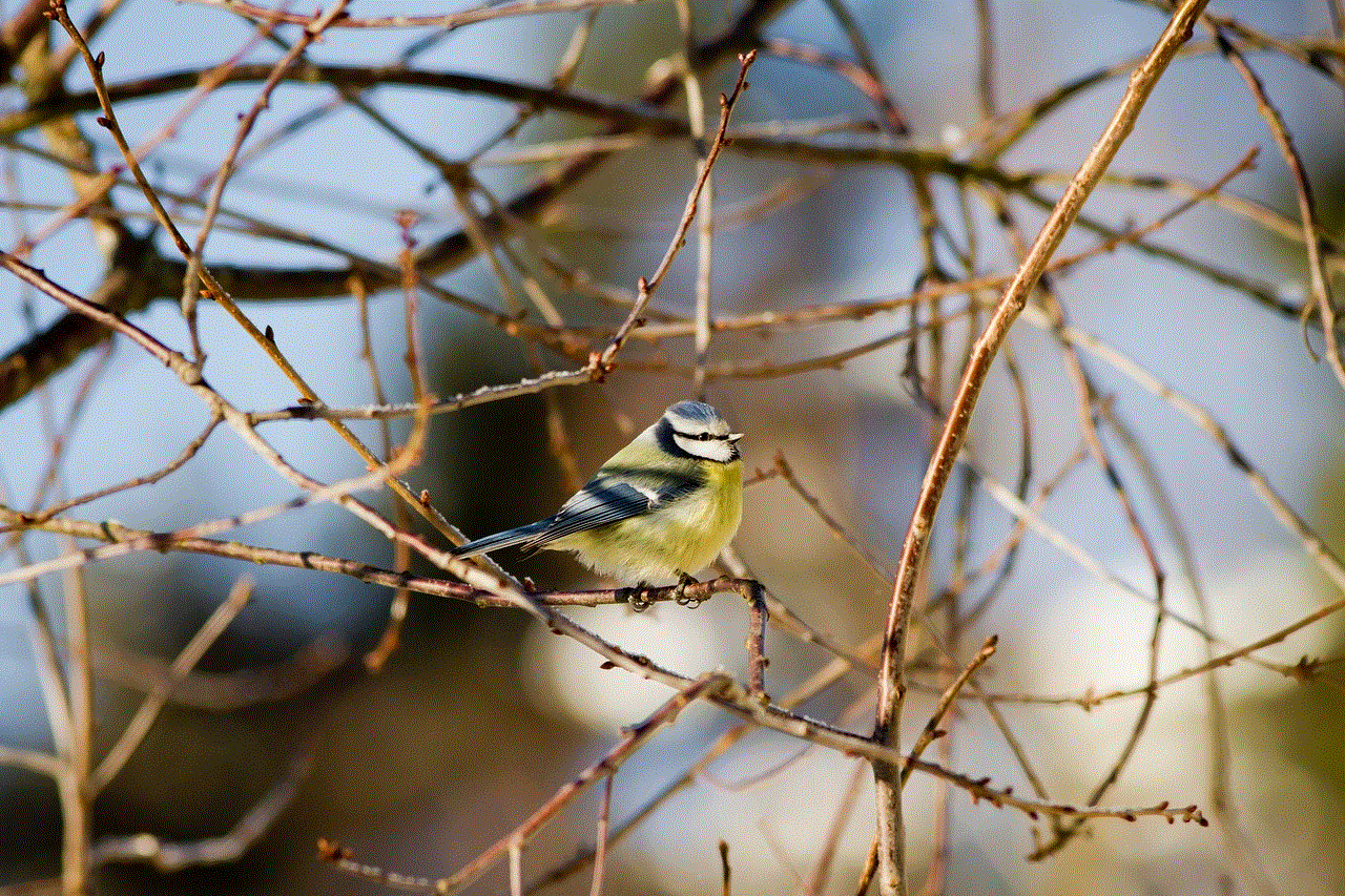 Bird Blue Tit