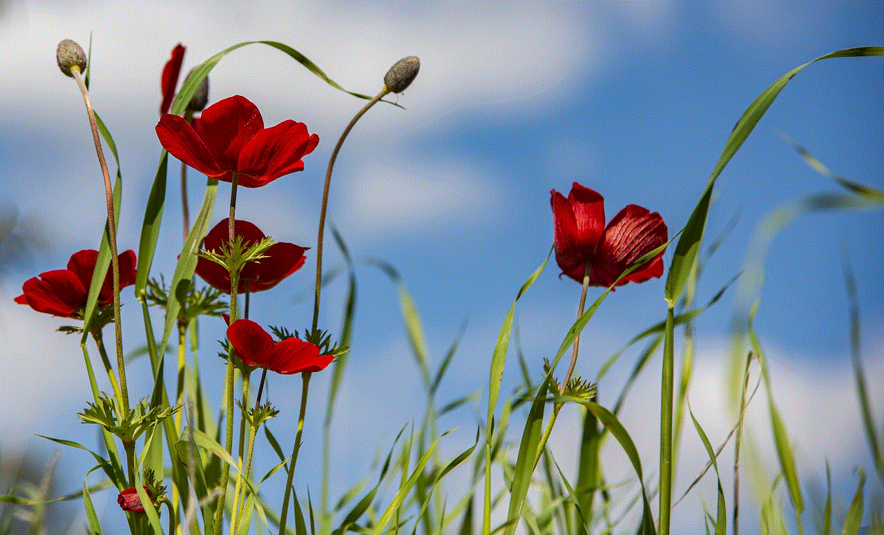 Anemone Red Flowers