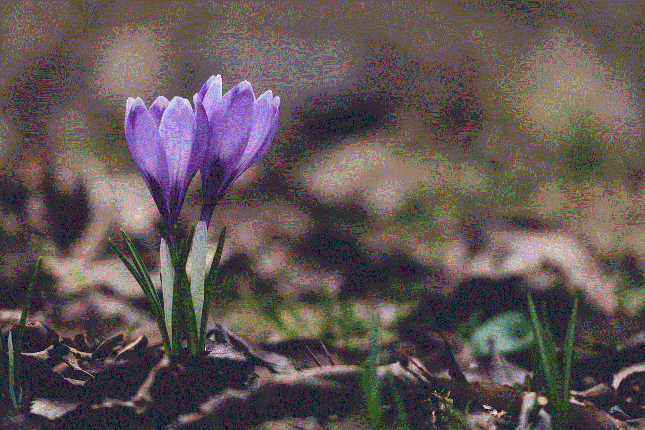 Crocuses Flowers