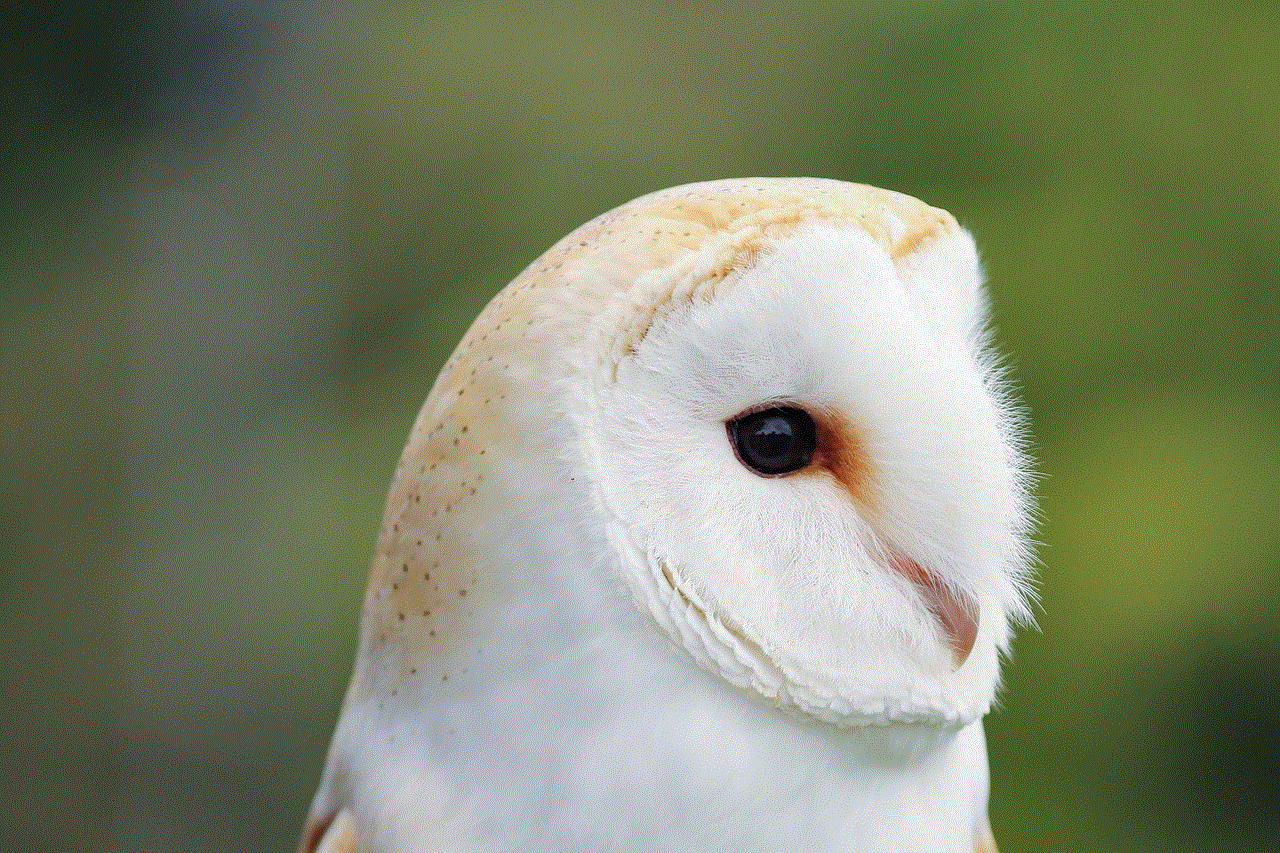 Barn Owl Head