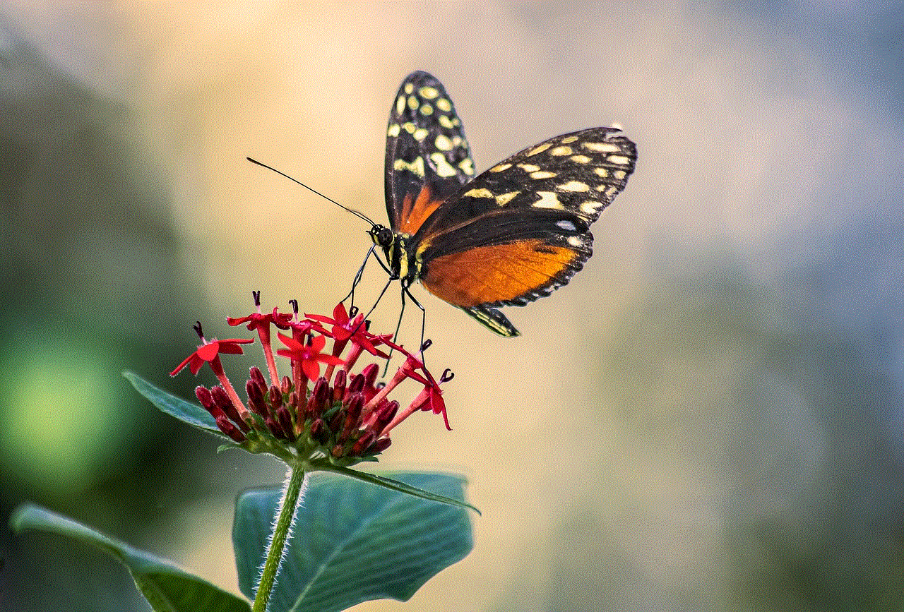 Butterfly Insect