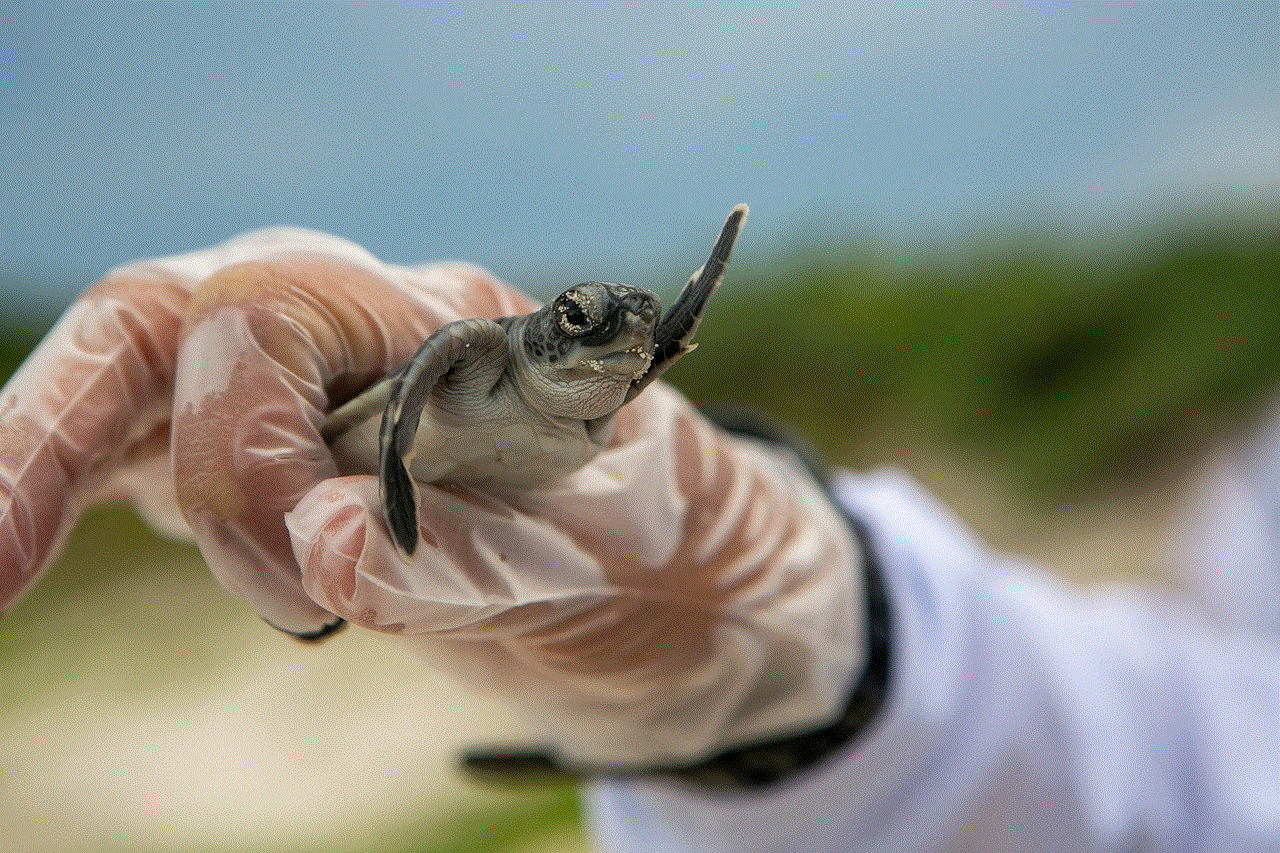 Baby Turtle Animal