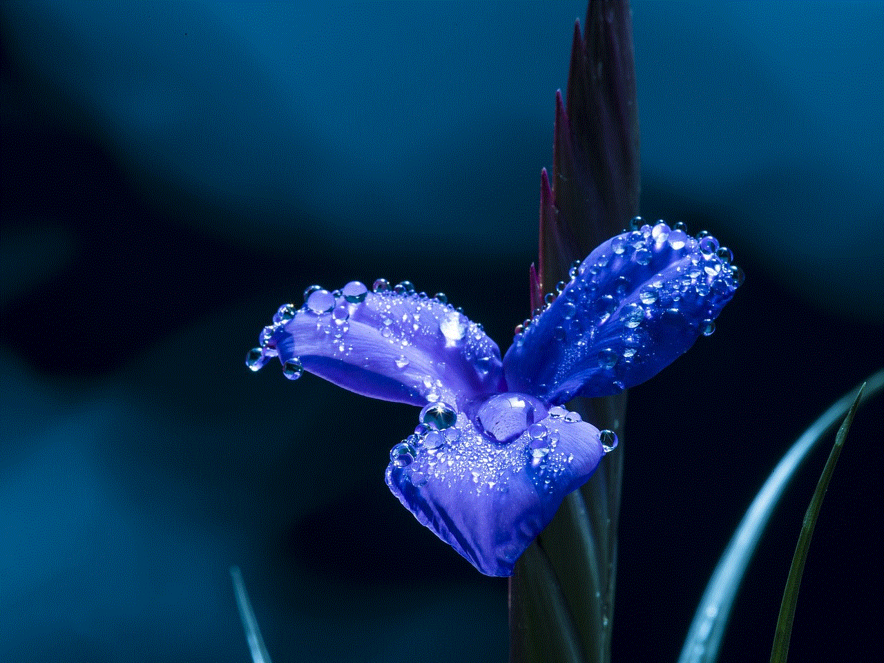 Blue Flower Petals