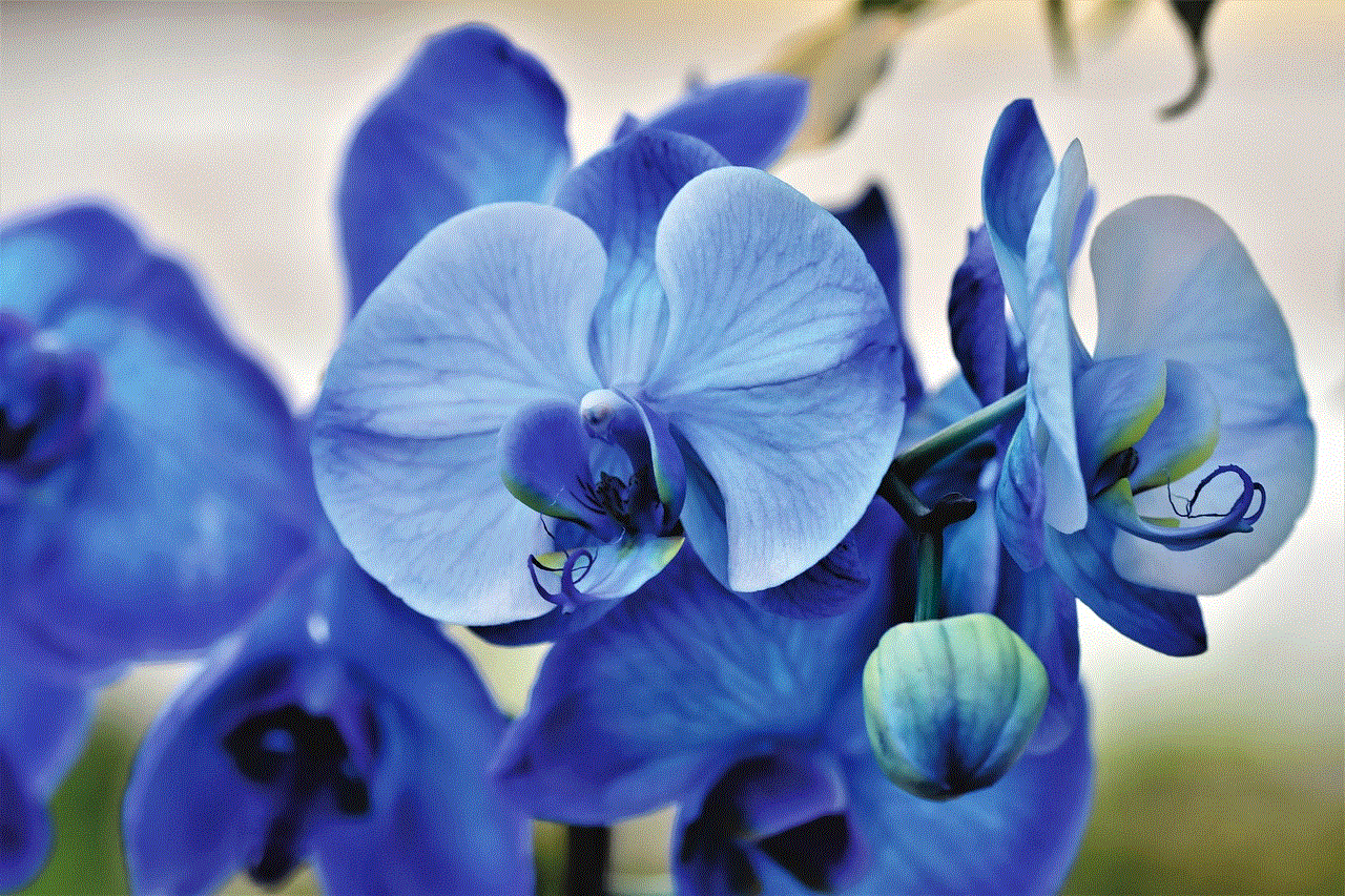 Orchids Blue