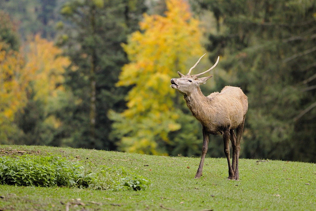 Deer Antlers