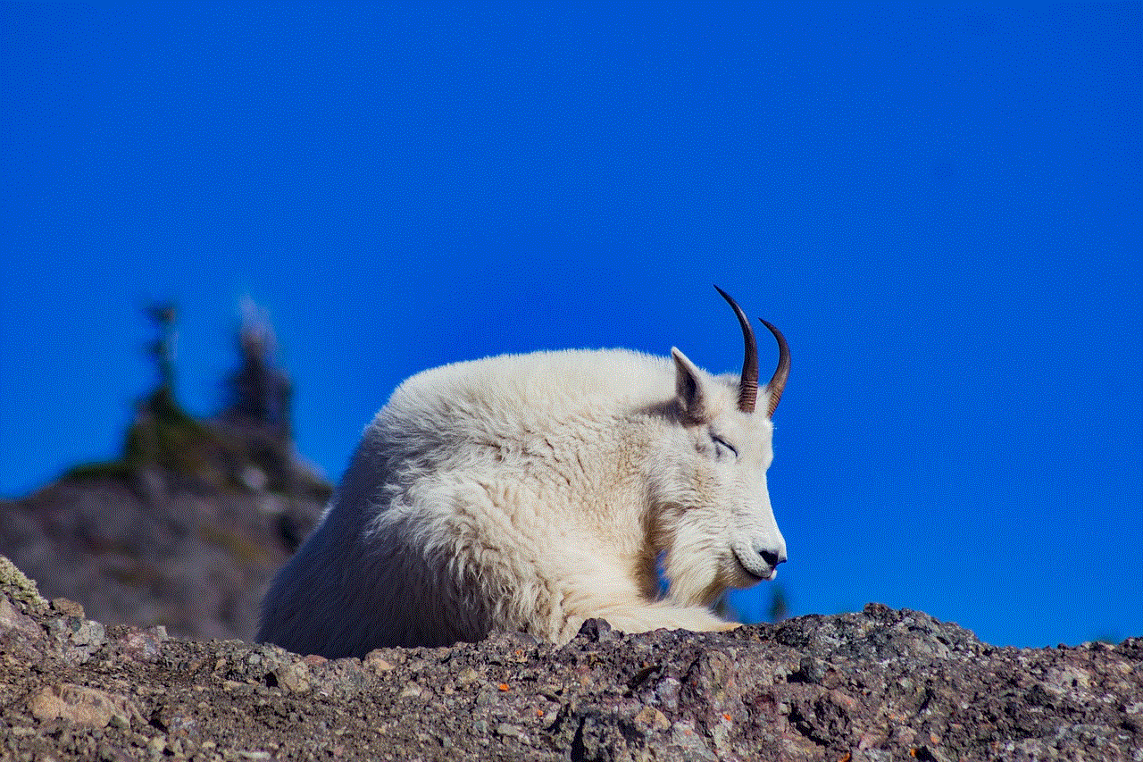 Goat Resting