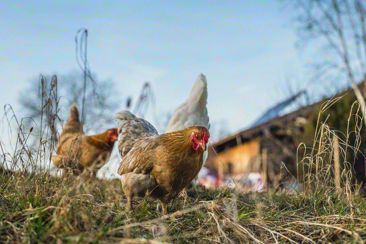 Chickens Nature