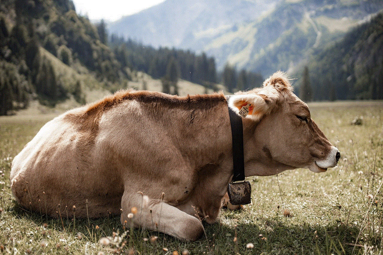 Simmental Cattle Cow