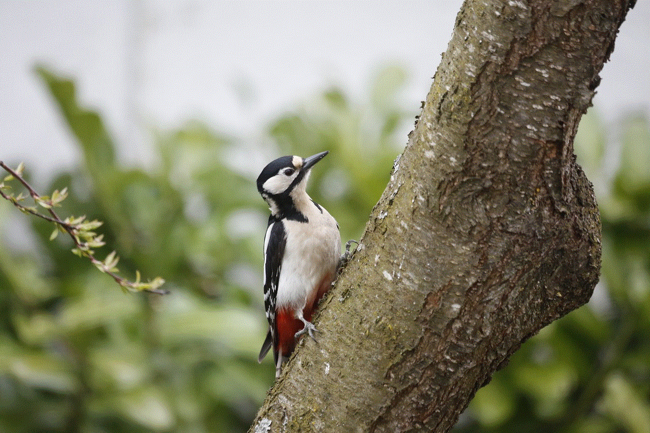 Woodpecker Bird