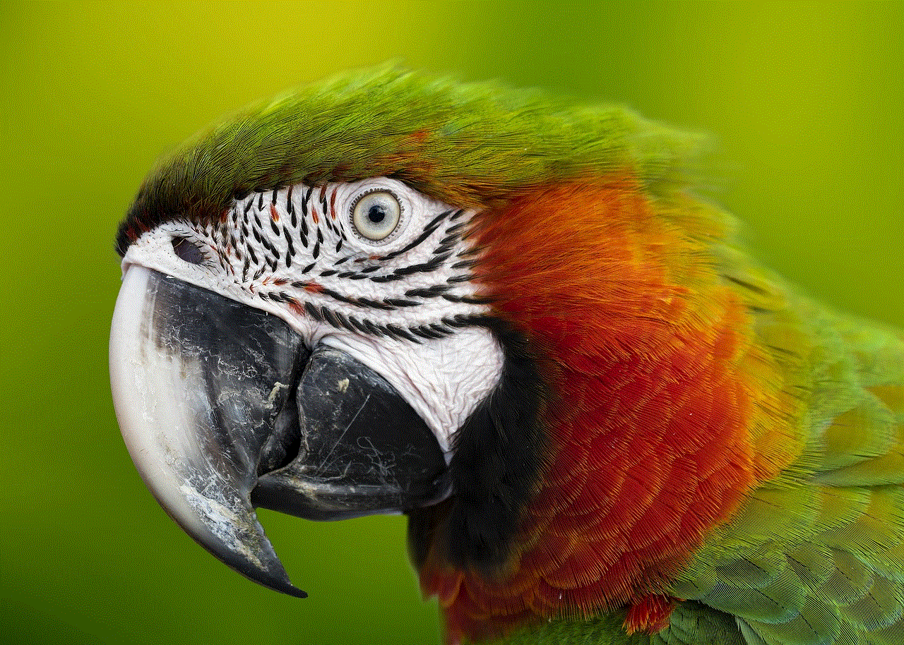 Macaw Parrot