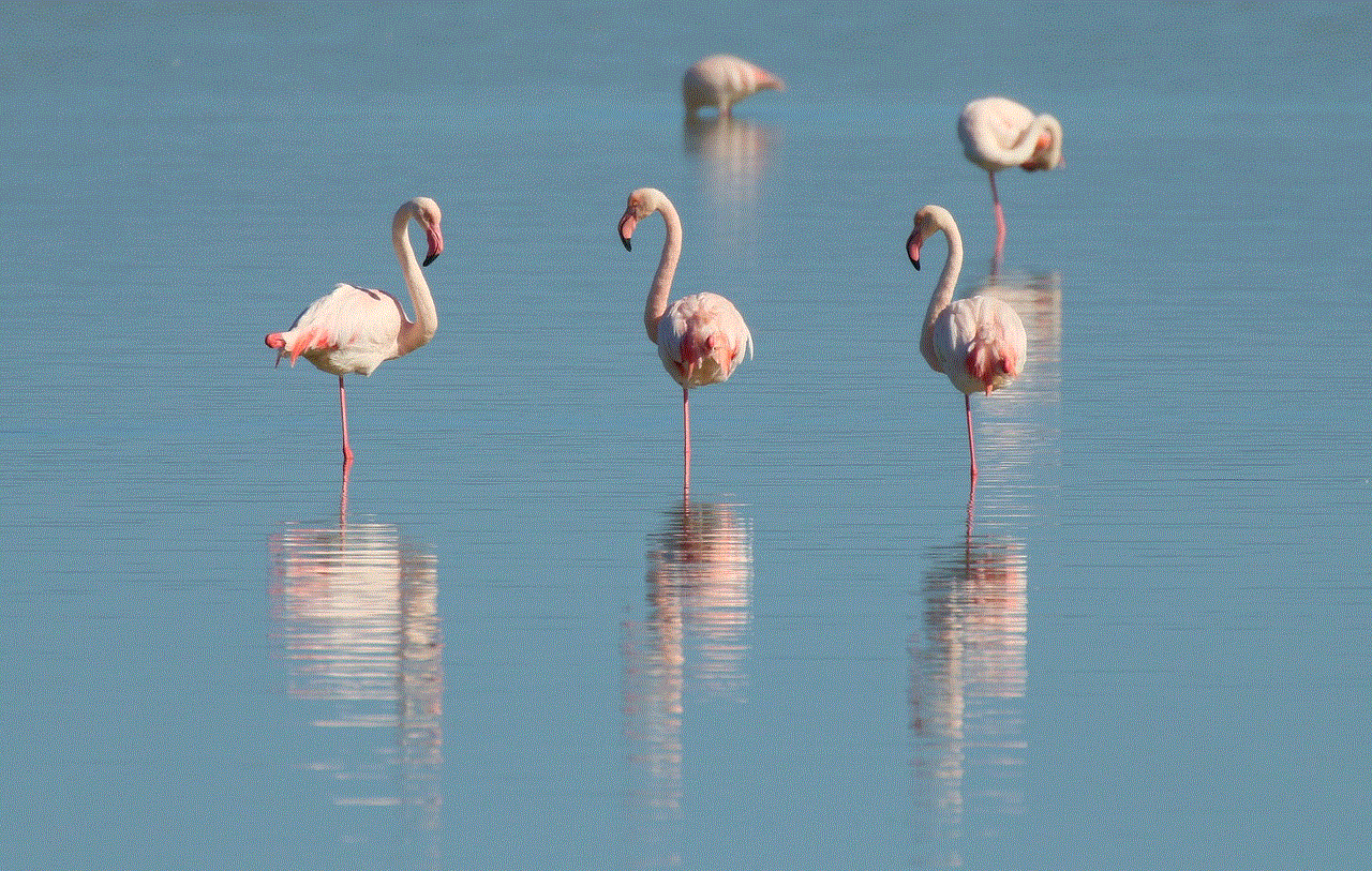 Flamingo Birds