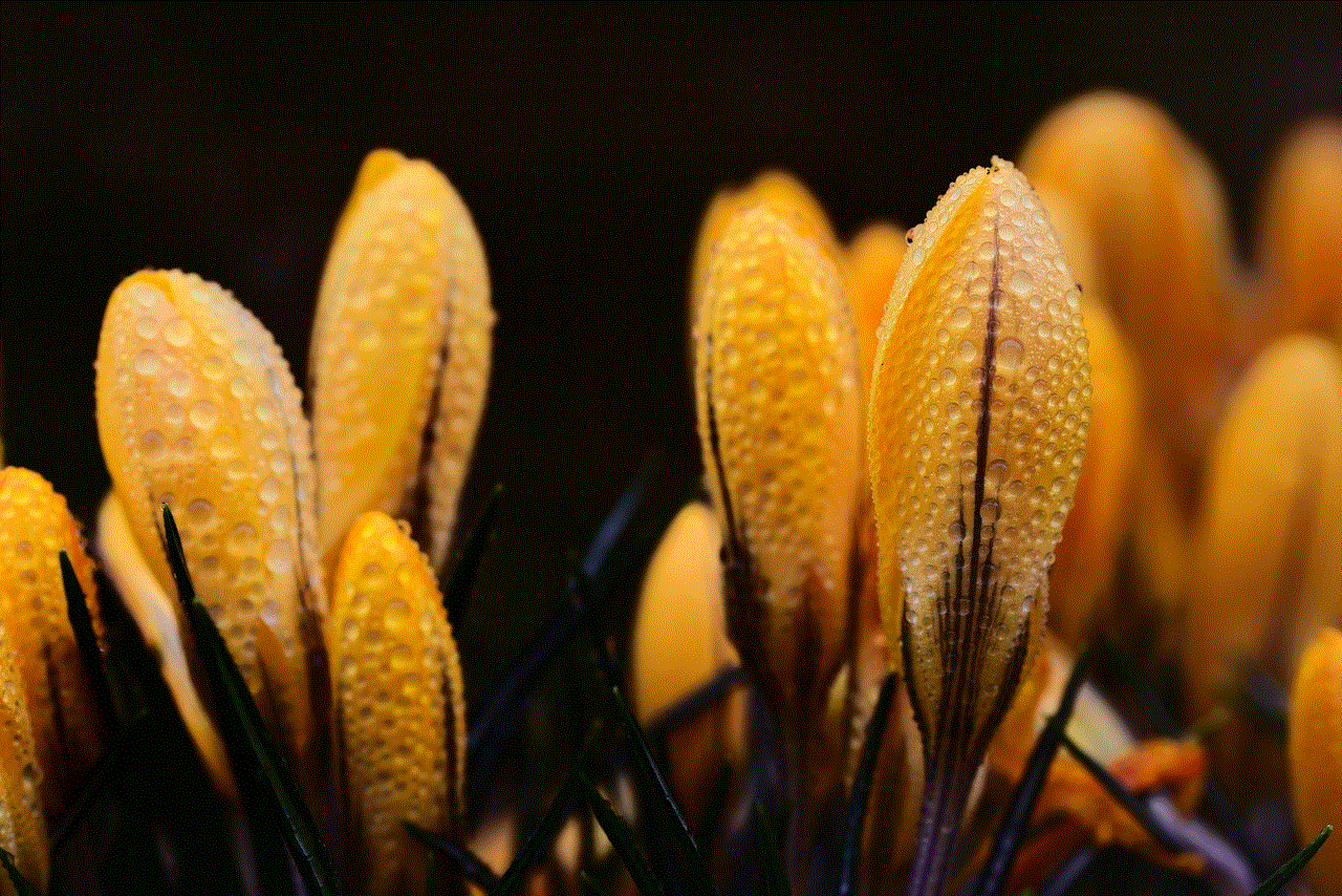 Crocus Flower