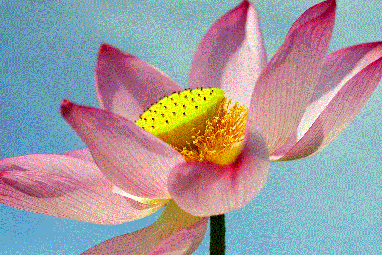 Lotus Flower