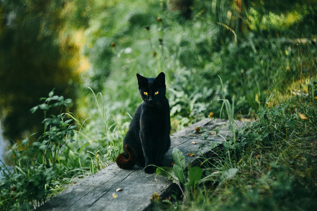 Cat Black Cat