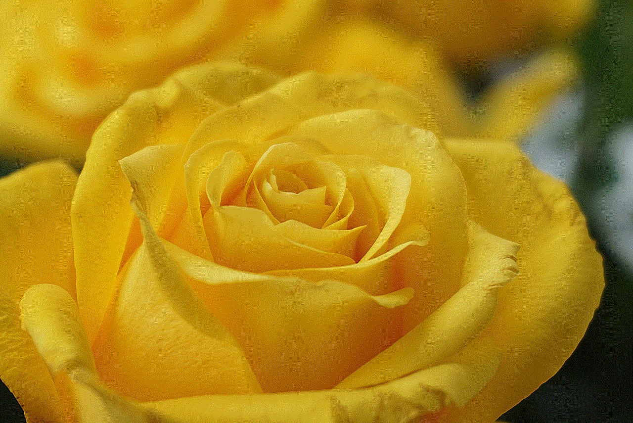 Yellow Rose Rose