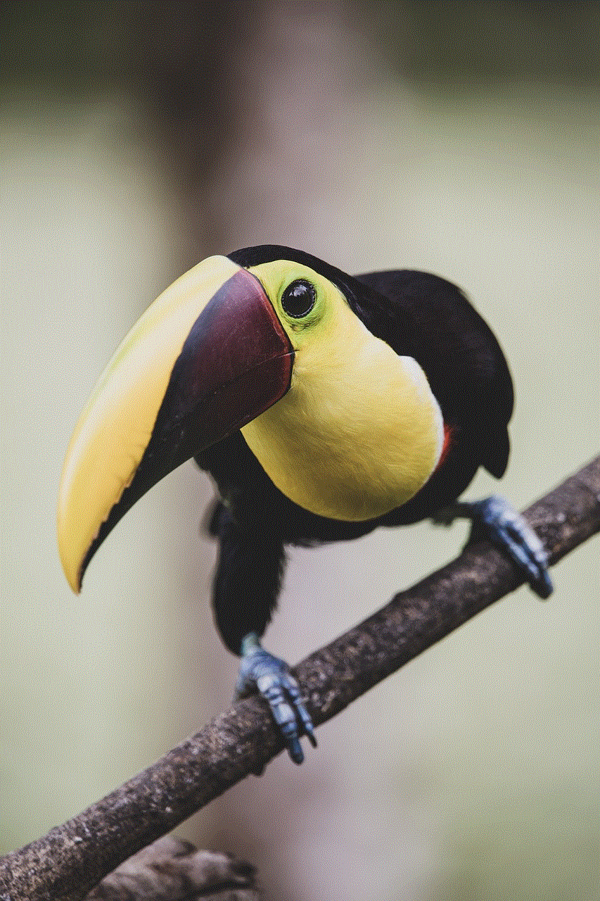 Toucan Bird