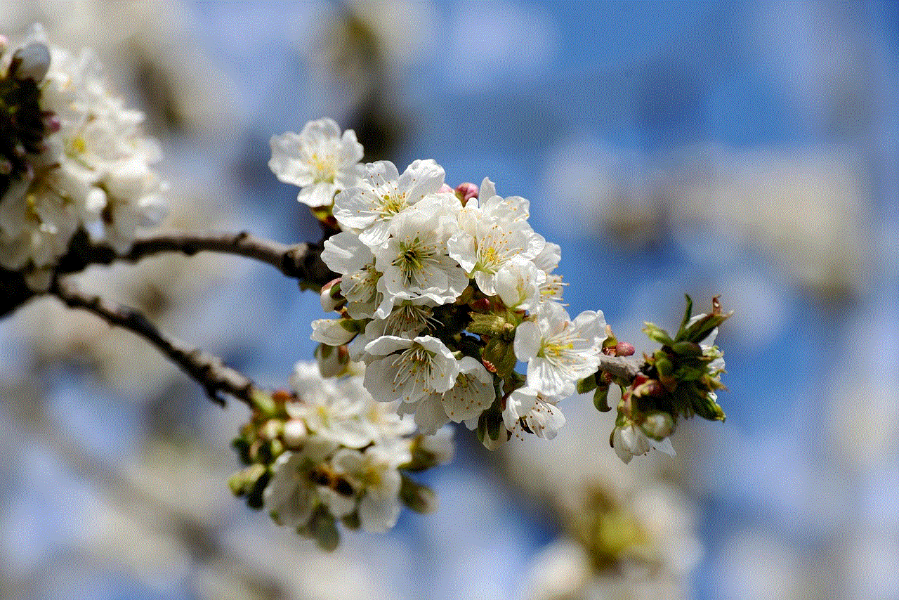 Tree Blossoms Apple Blossoms
