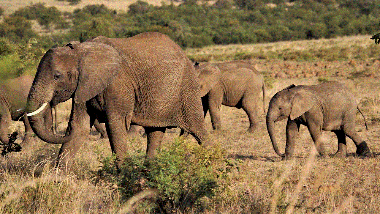 Herd Elephants