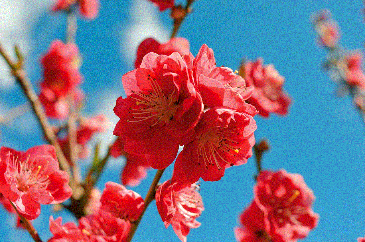 Flower Peach Blossom