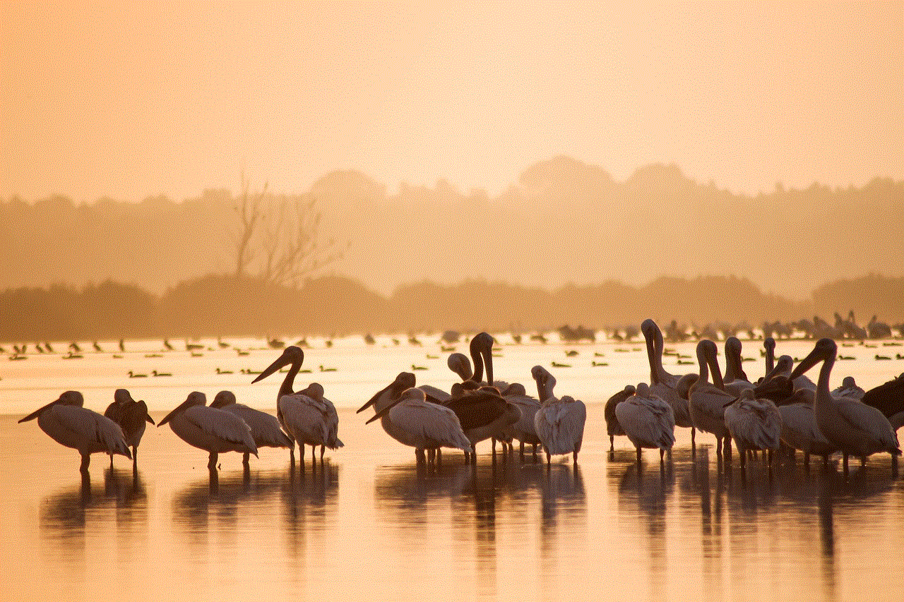 Great White Pelicans Birdwatching