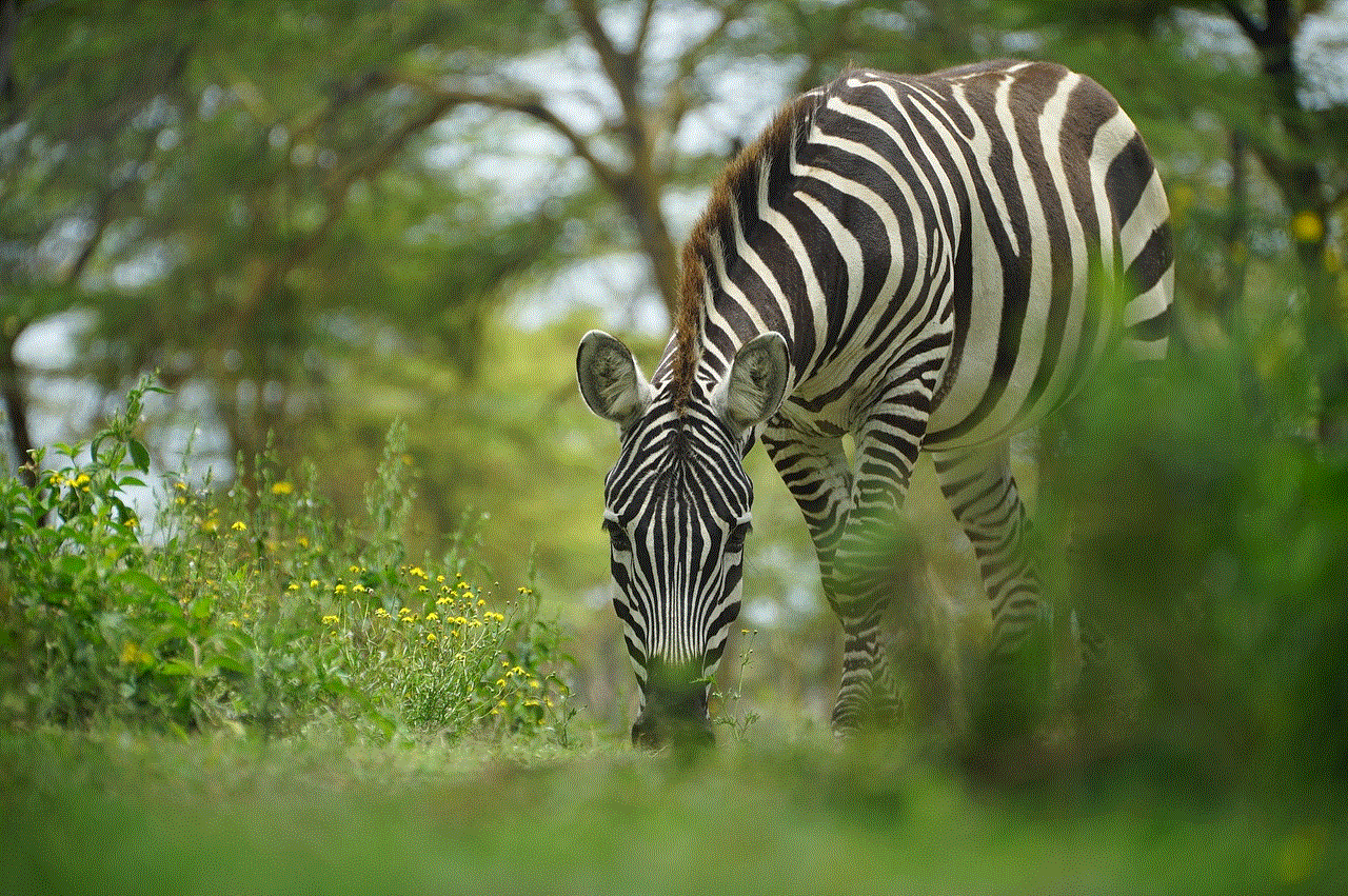 Zebra Wild