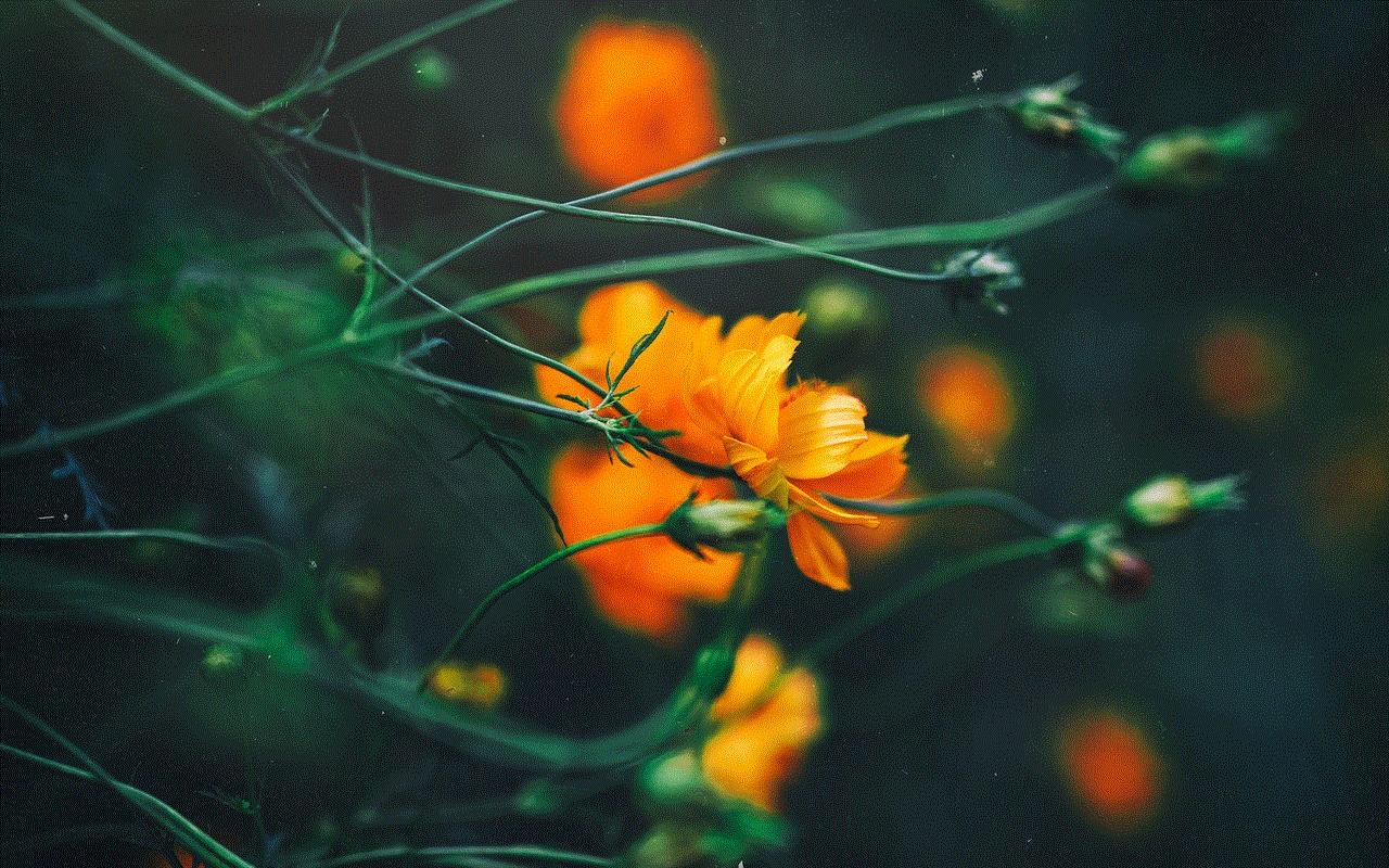 Sulfur Cosmos Flower