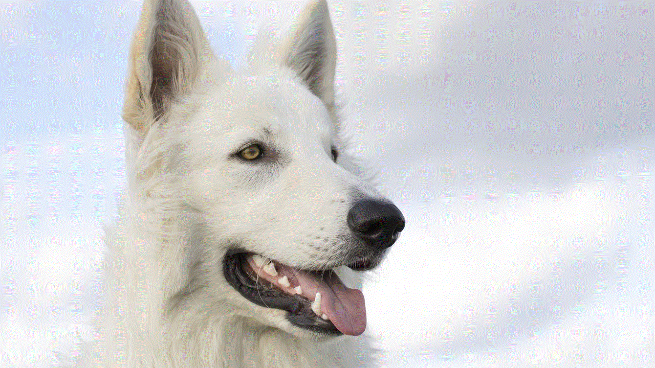 Dog White Shepherd