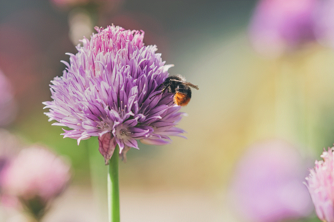 Bumblebee Bee
