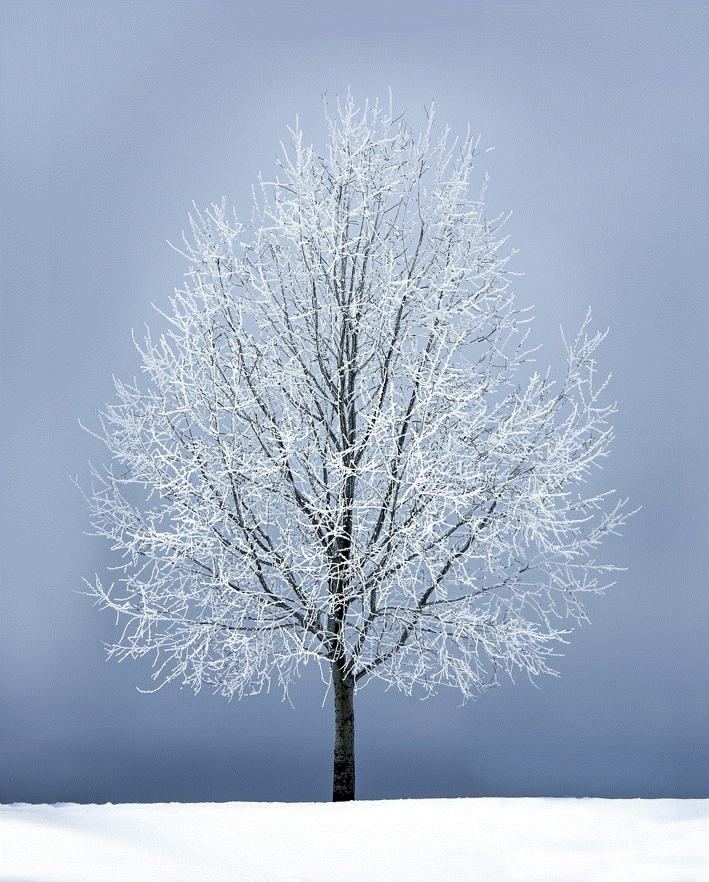 Winter Tree