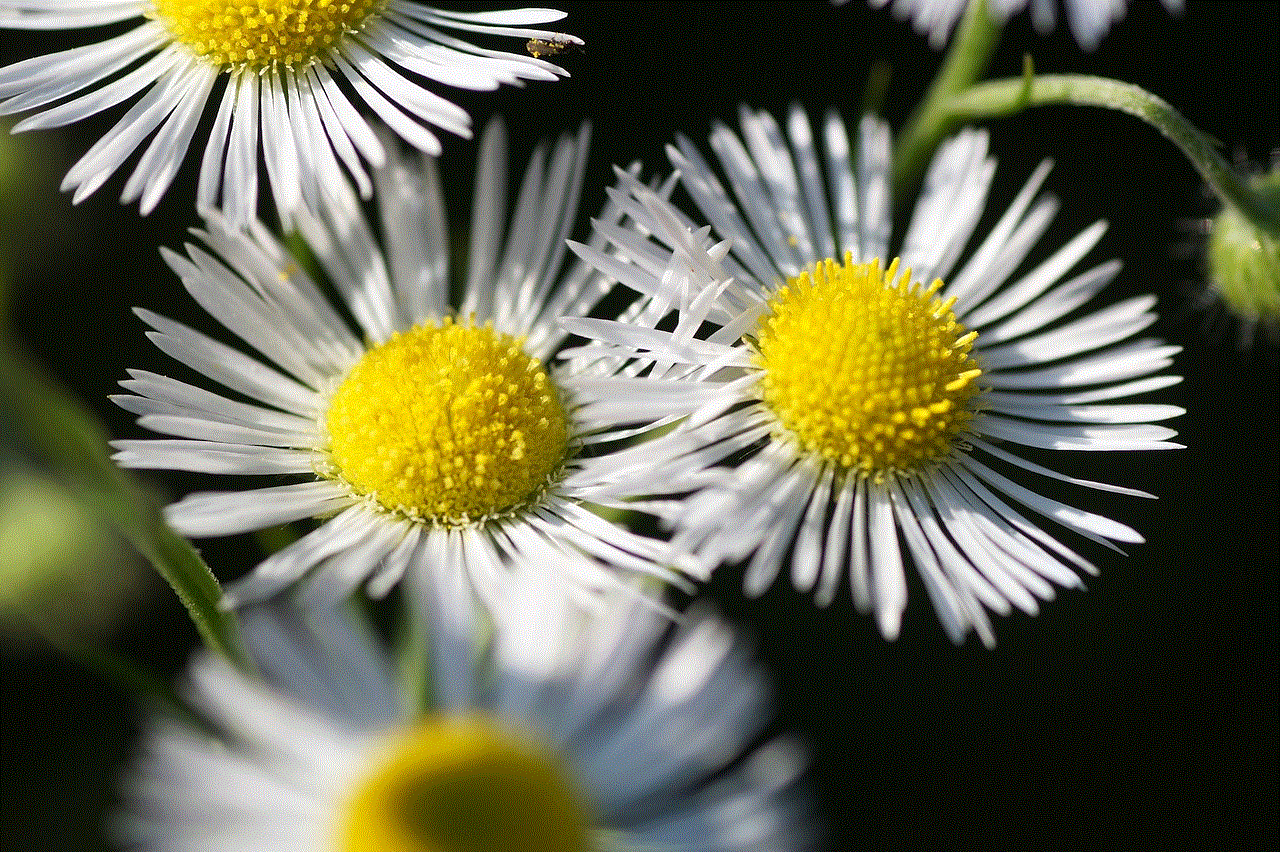 Turan Annual Erigeron Annuus