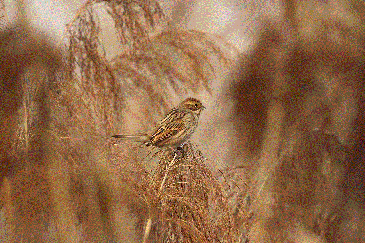 Reed Bunting Swamp