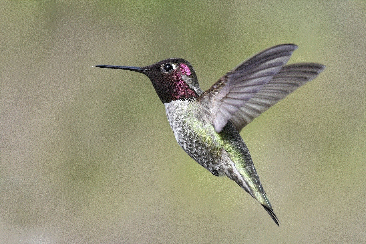 Anna'S Hummingbird Flight