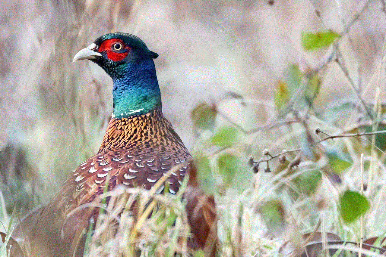 Pheasant Bird