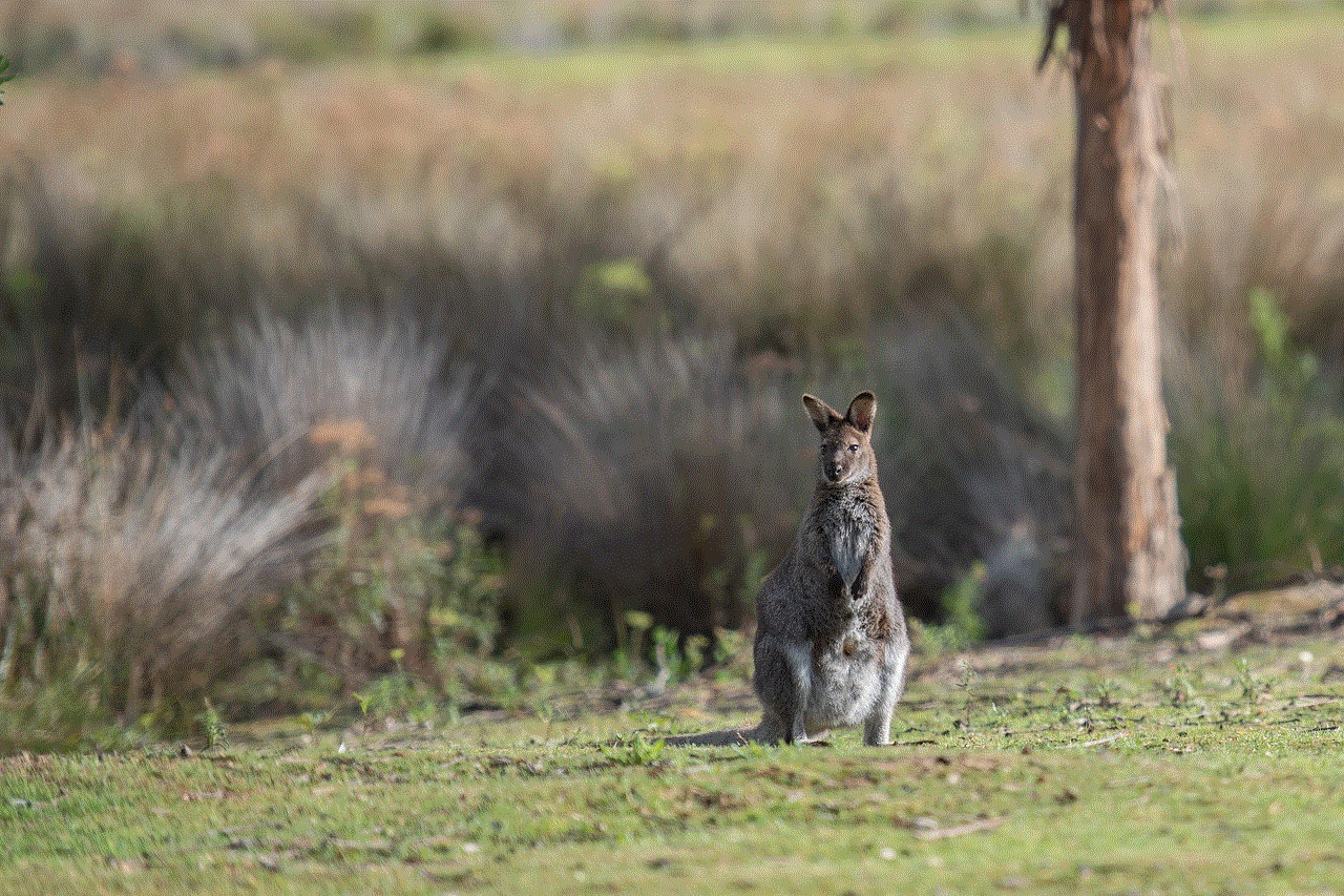 Wallaby Bennetts Wallaby