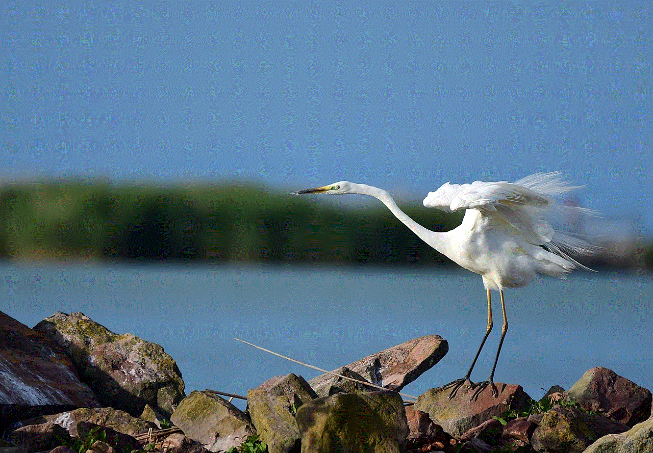 Heron Bird Heron Bird