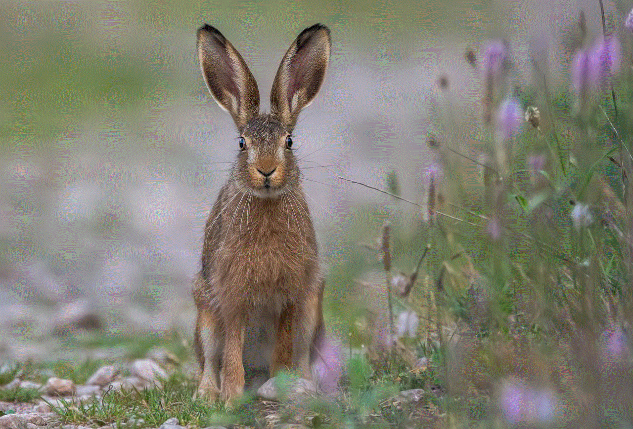 Rabbit Field