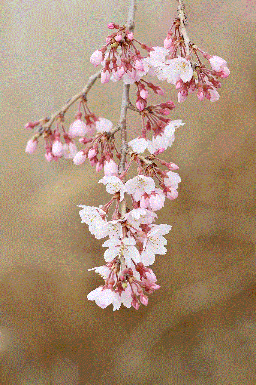 Cherry Blossom Flowers