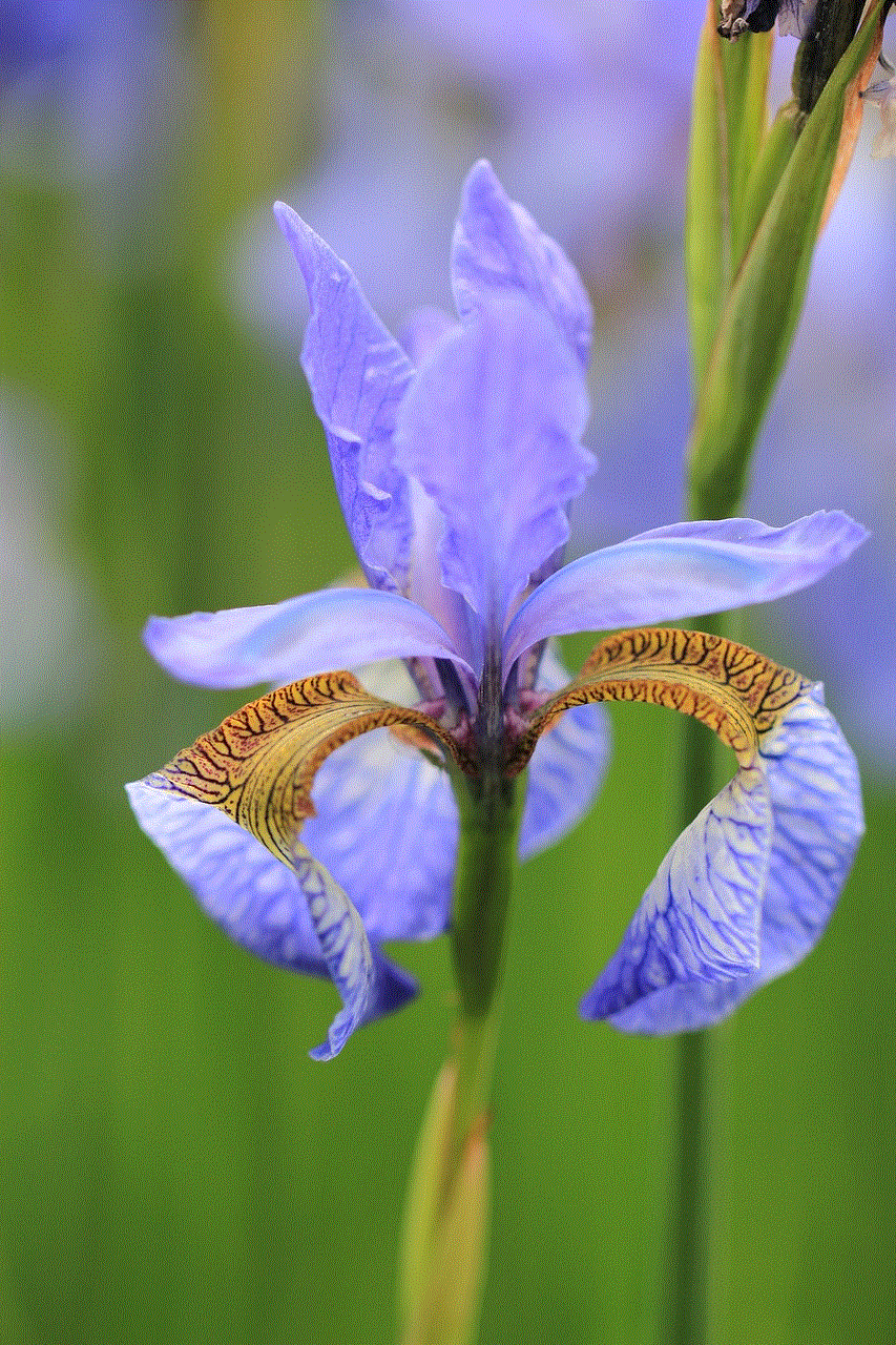 Iris Flower