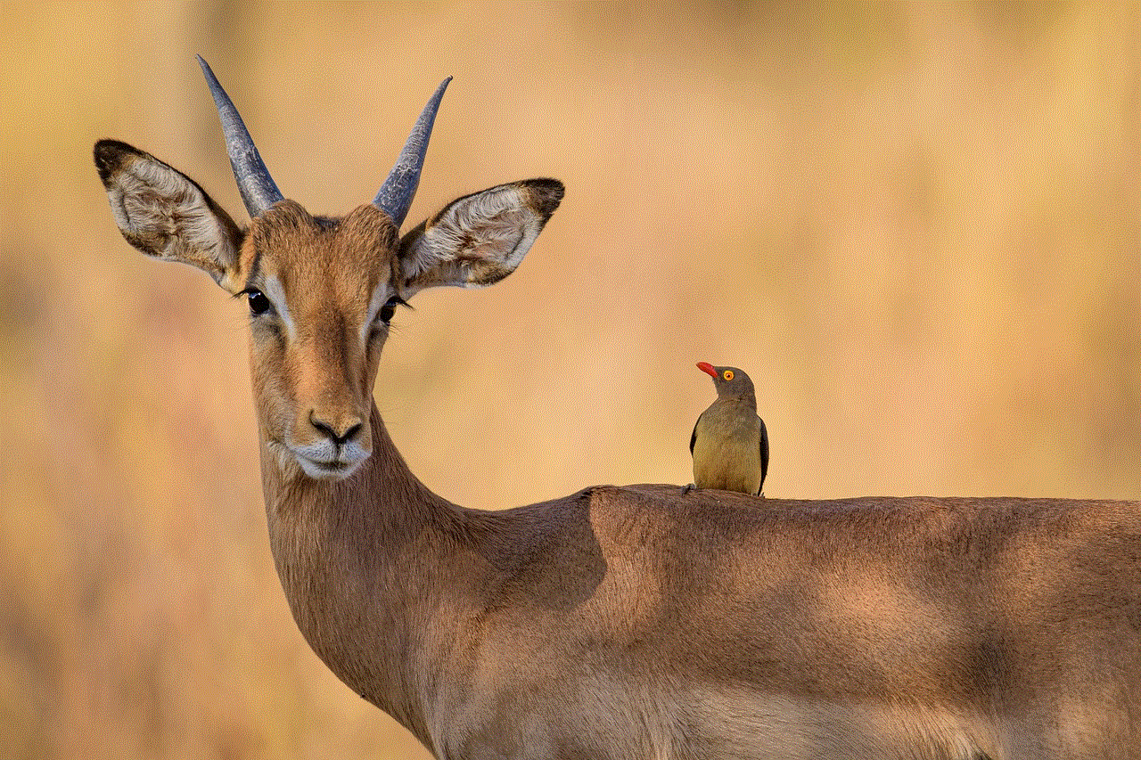 Impala Oxpecker