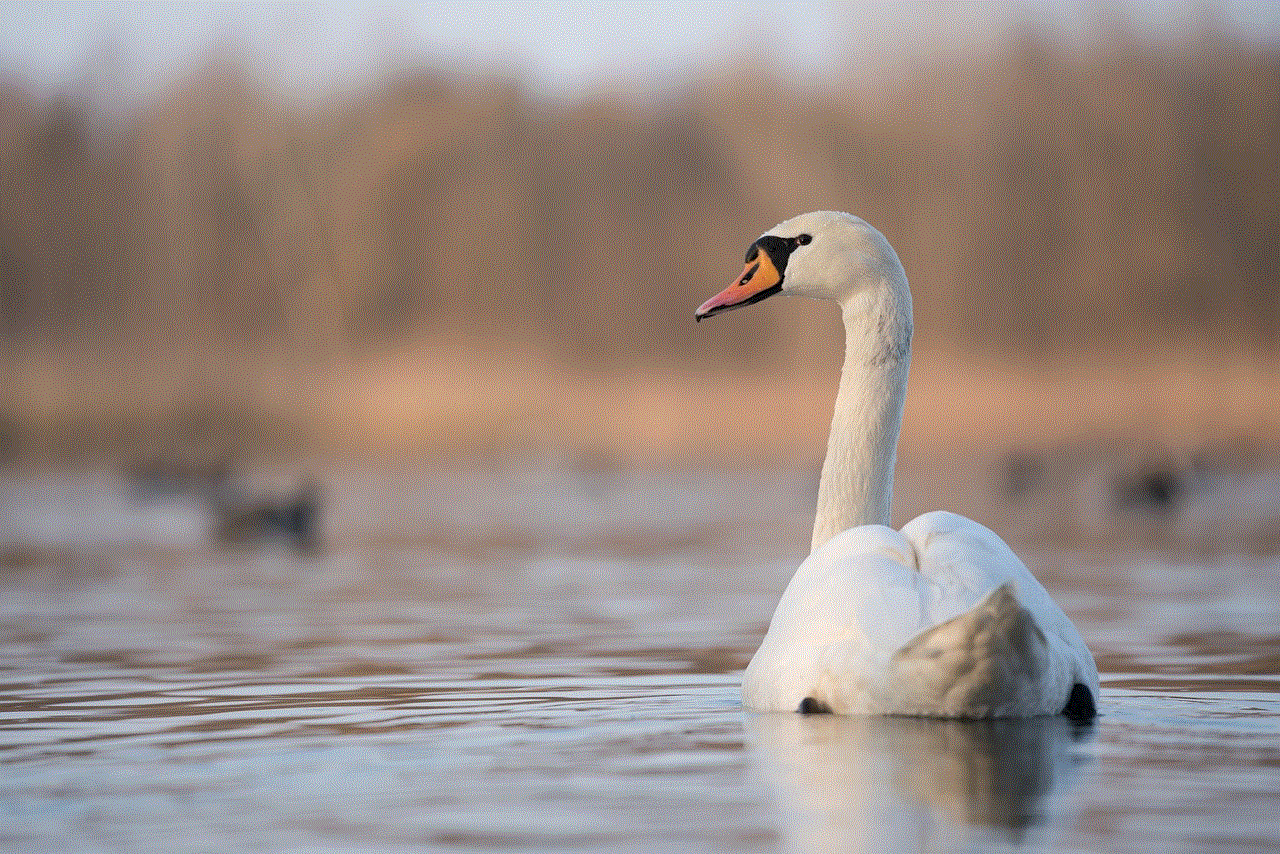 Swan Bird