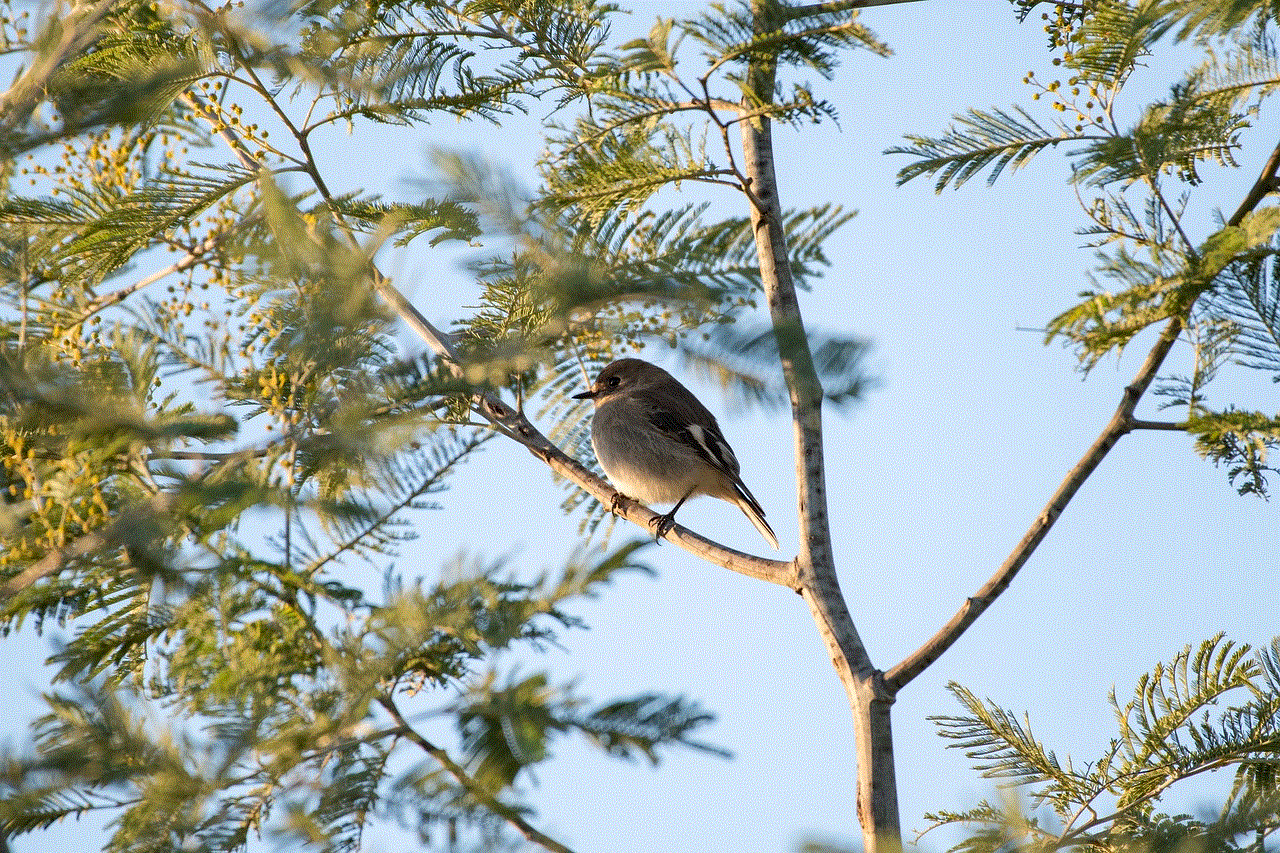 Flame Robin Bird