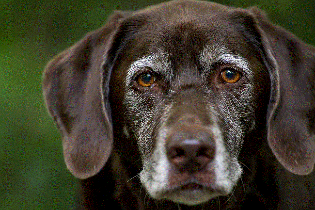 Labrador Retriever Dog