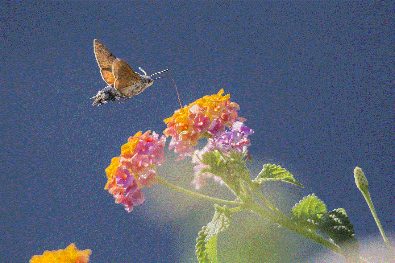 Hummingbird Hawkmoth Lantana