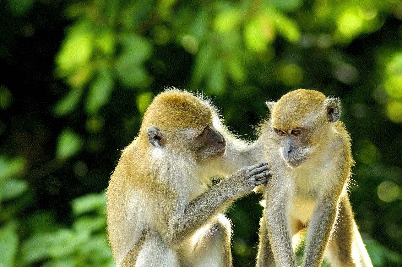 Monkeys Pair