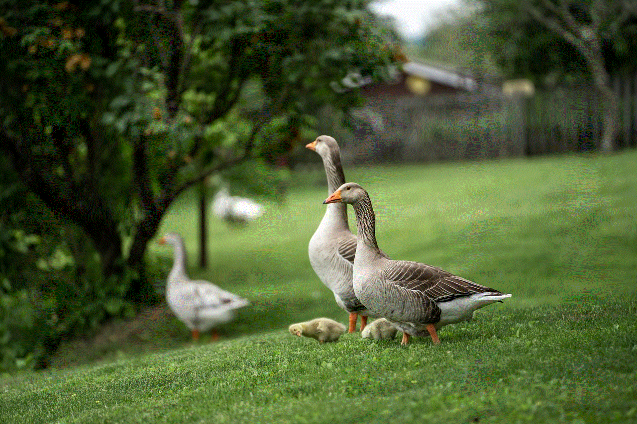 Greylag Geese Goslings