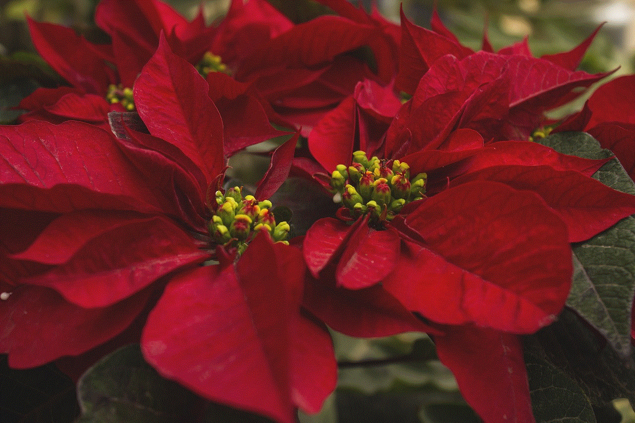 Flower Of Christmas Flowers