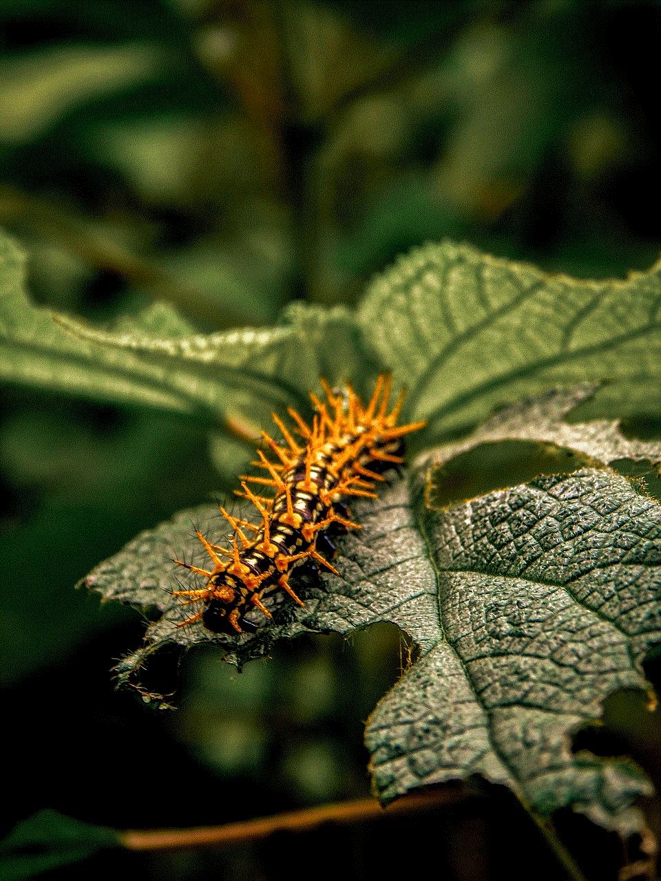 Caterpillar Insect