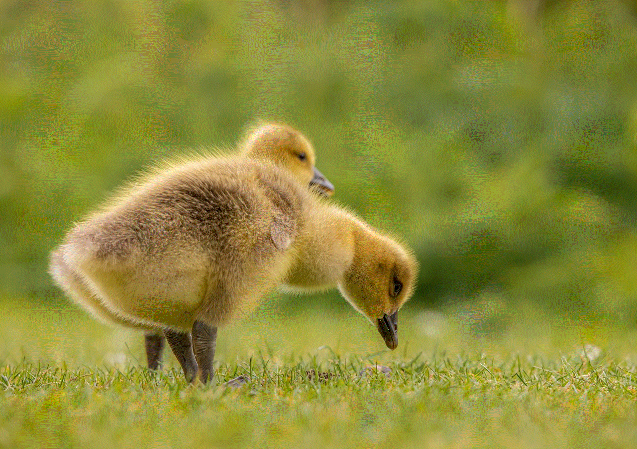 Geese Goslings