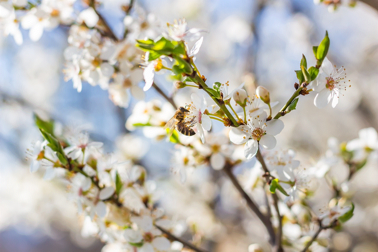 Plum Blossom Flowers